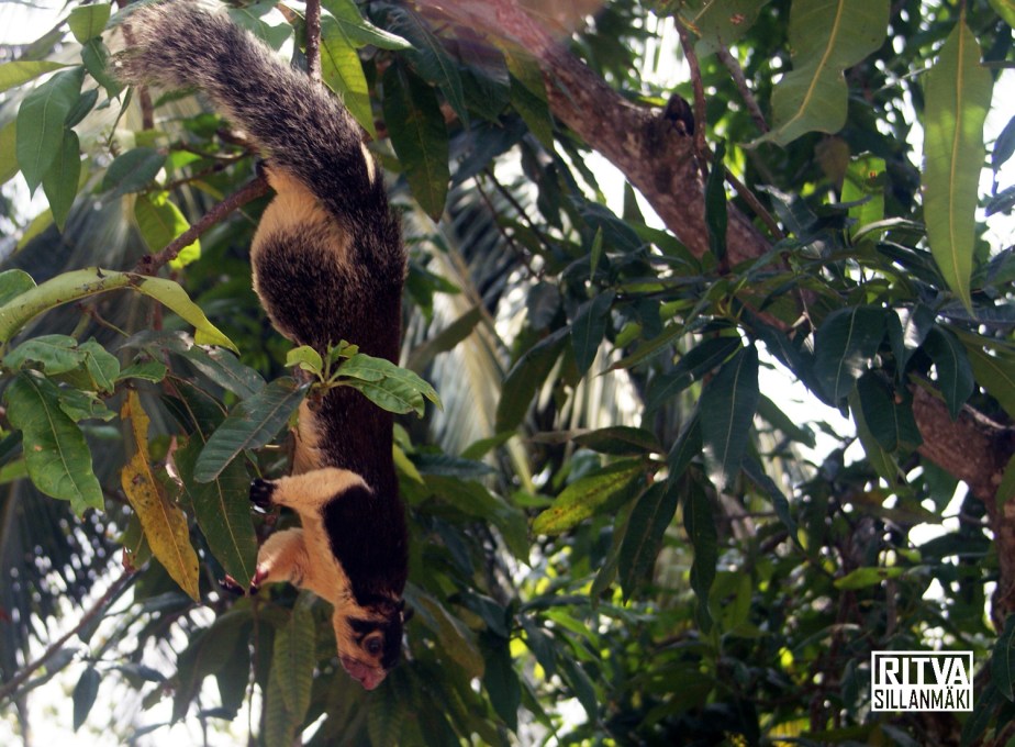 Grizzled Giant Squirrel