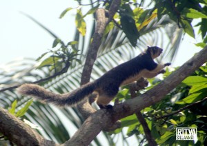 Grizzled Giant Squirrel