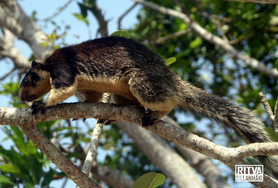 Grizzled Giant Squirrel