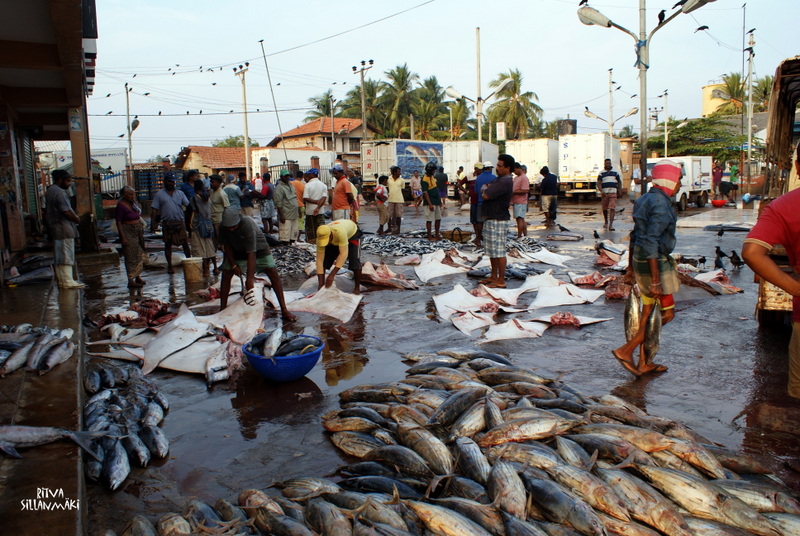 Fish market