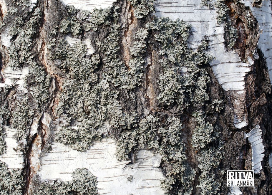 Nature- Tree Bark