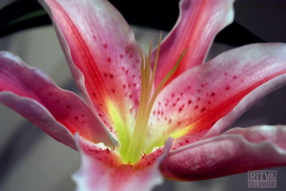 "Lily", "Lilies", and "Lilium"