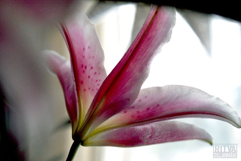 "Lily", "Lilies", and "Lilium"