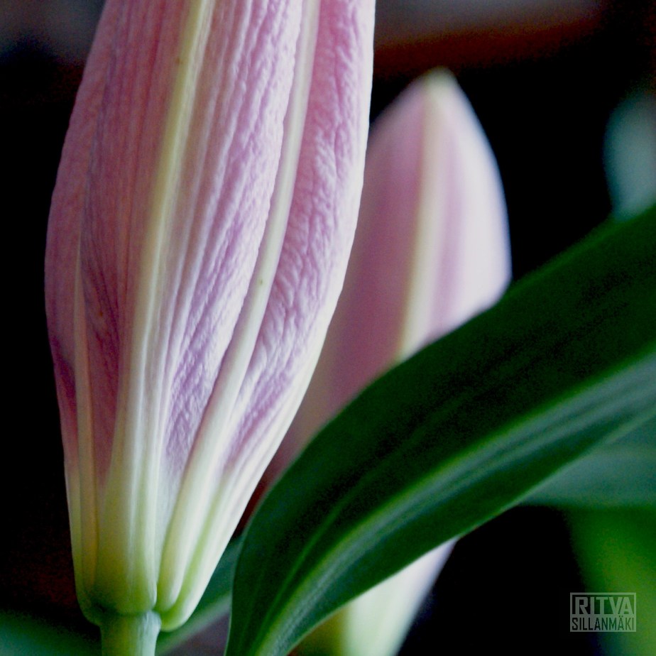 "Lily", "Lilies", and "Lilium"