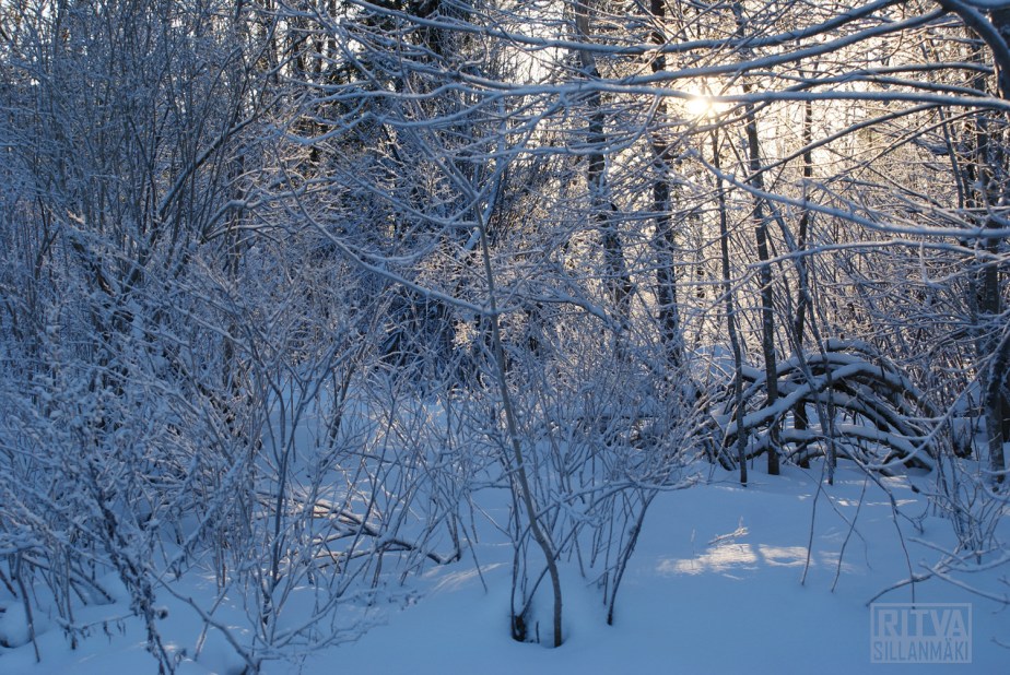 winter in the woods