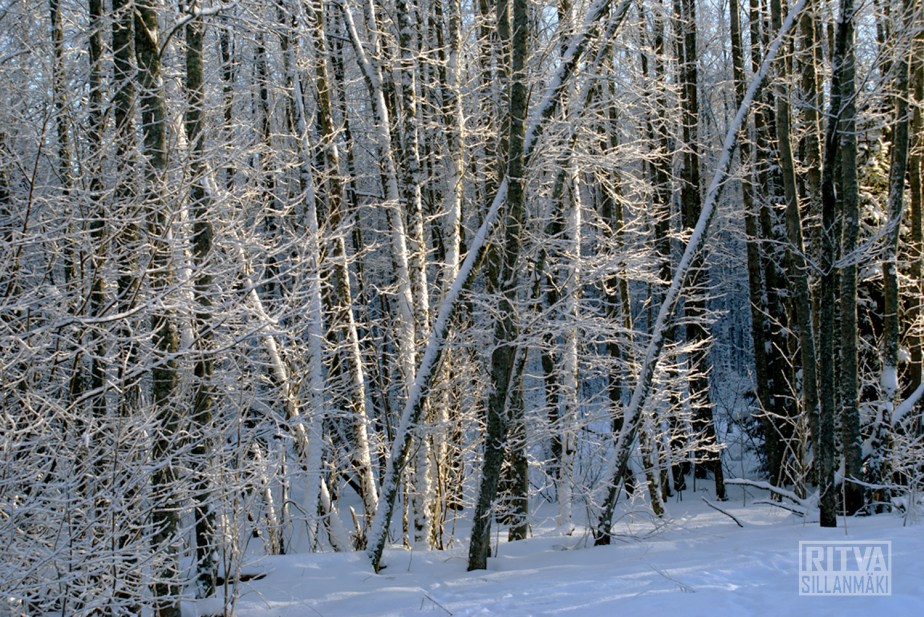 winter in the woods