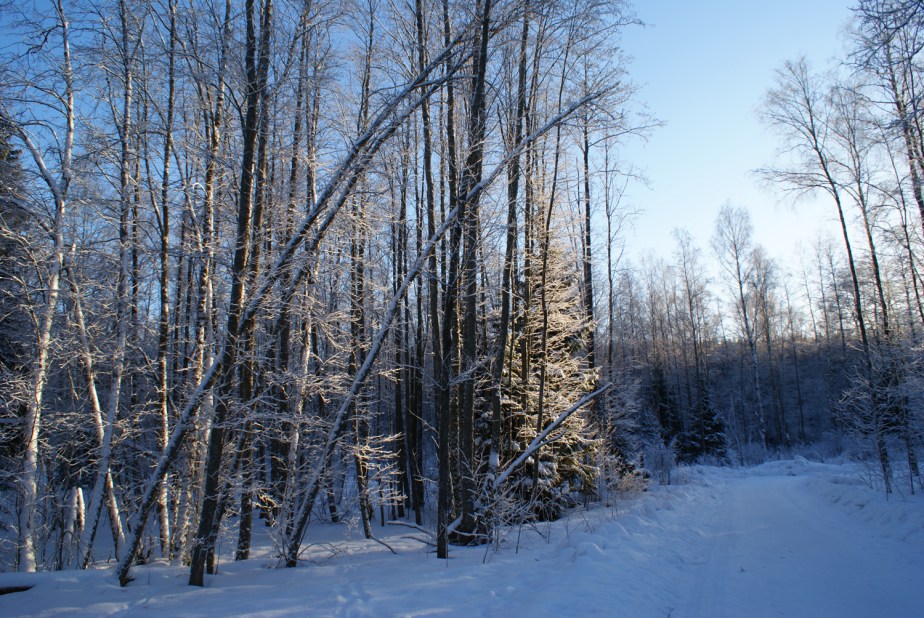 winter in the woods