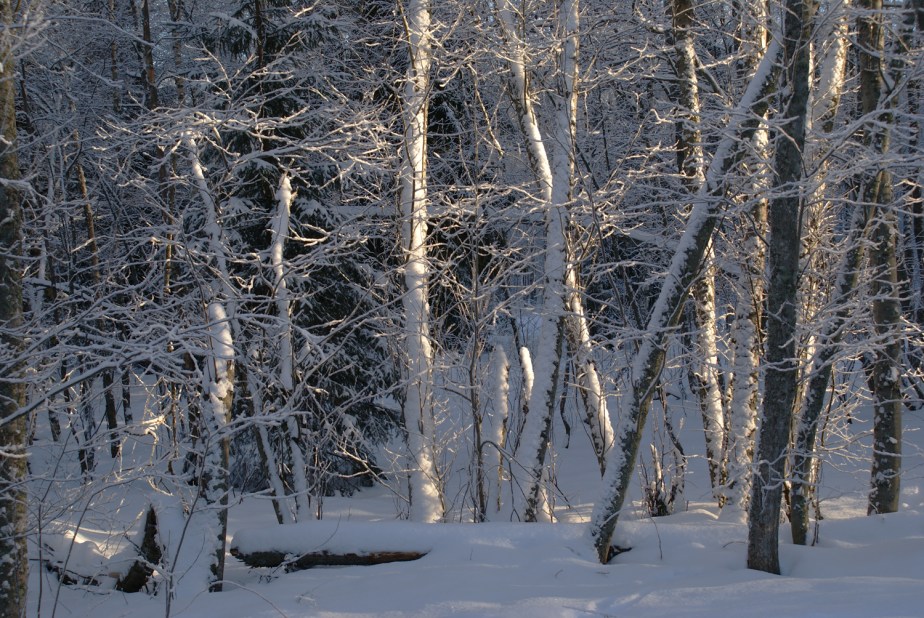 the Beauty of Snow-Blanketed&nbsp;woods
