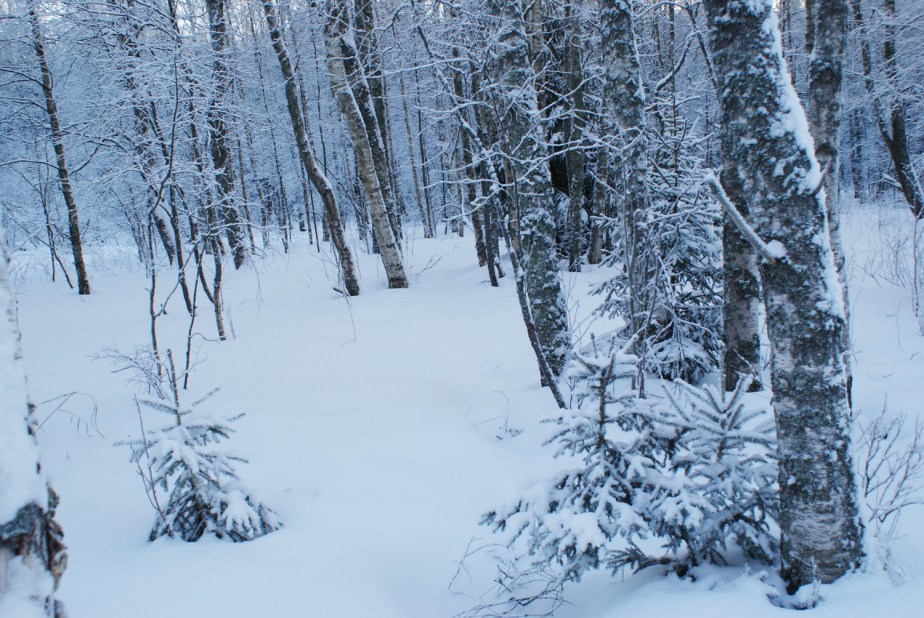 winter in the woods