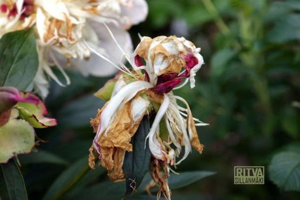 Wilted Peony