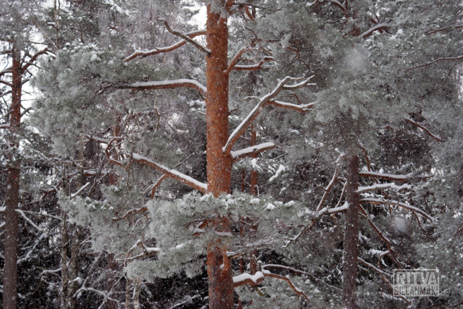 Original - Pine  tree