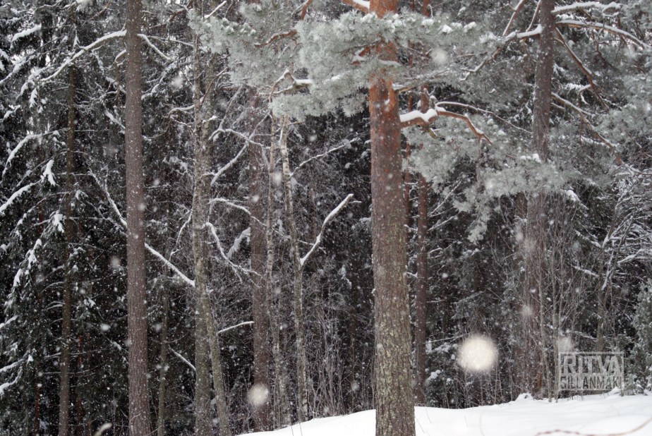 Original - Pine  tree