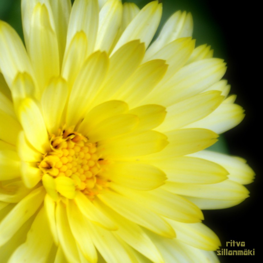 Yellow  flower