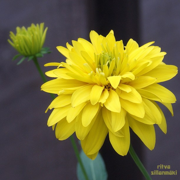 Yellow  flower