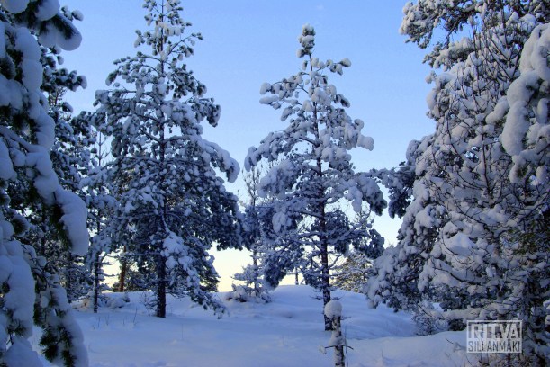 snowy trees