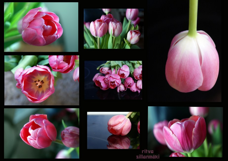 2013-3-17 kaitaa-tulppaanit