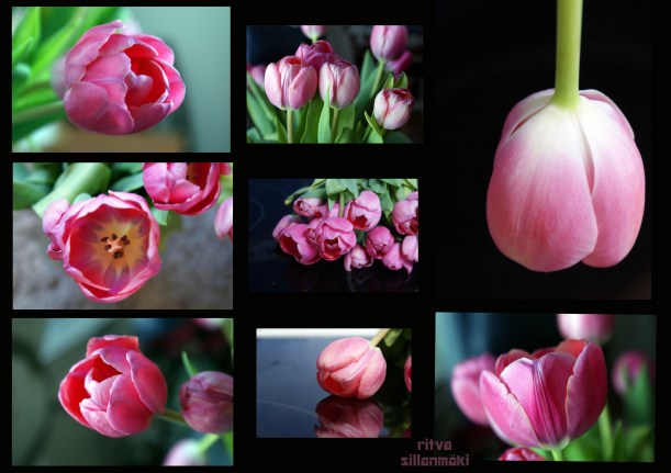 2013-3-17 kaitaa-tulppaanit