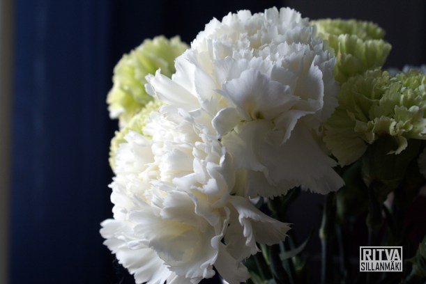 carnation