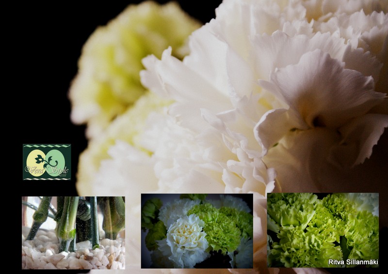 turvallinen, tulppaanit , neilikat3