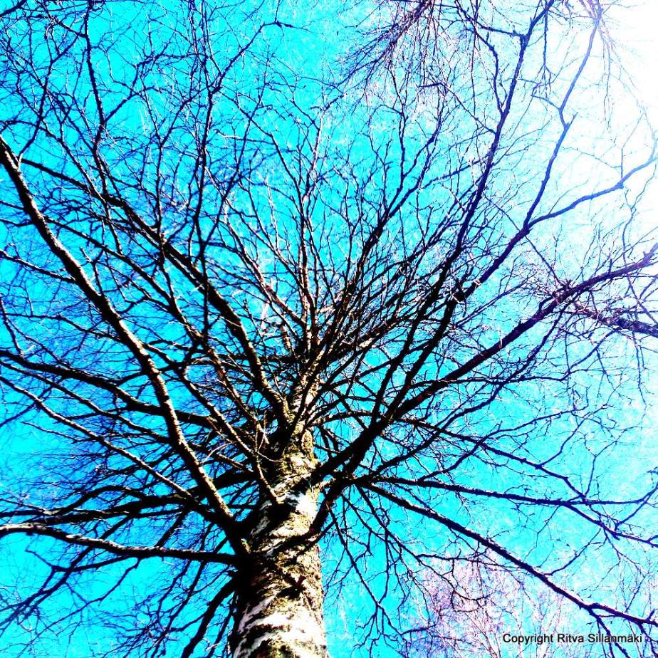 100 year old birch tree