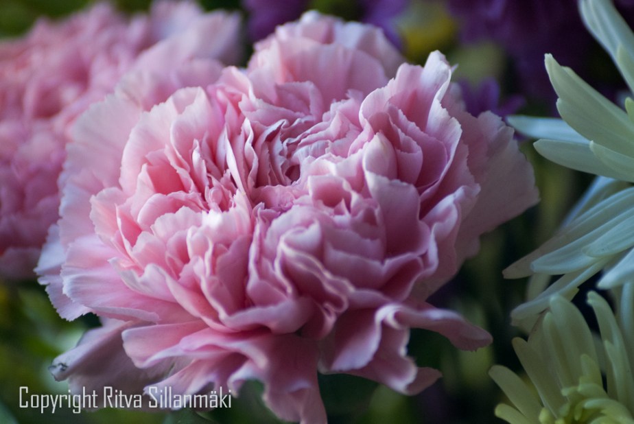 Pink carnations