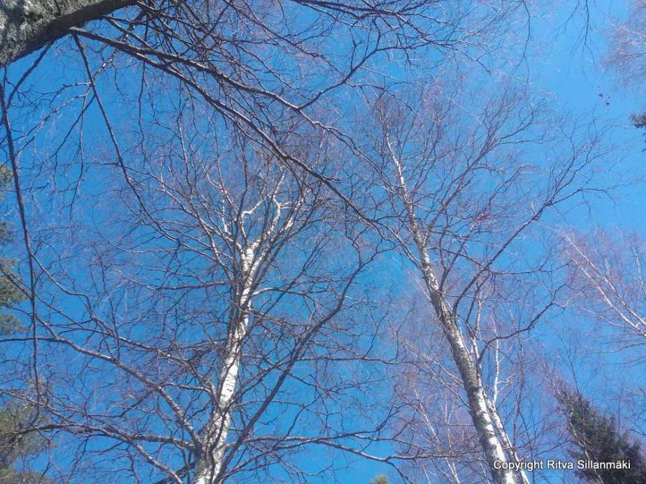 100 year old birch tree