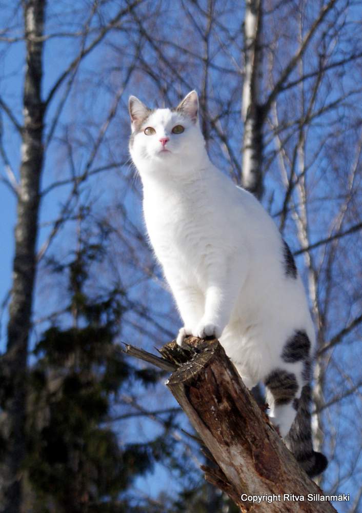 Sisko in a an old oak tree