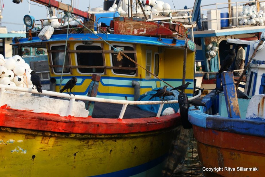 Colorful fishing boats in Sri Lanka
