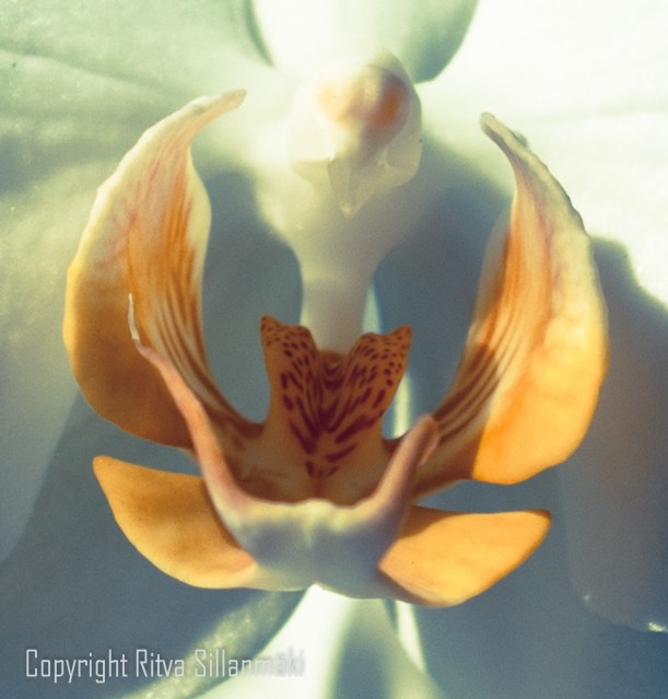 white orchid