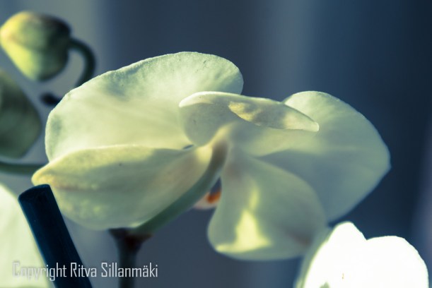 white orchid
