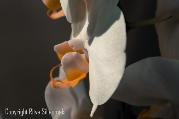 white orchid