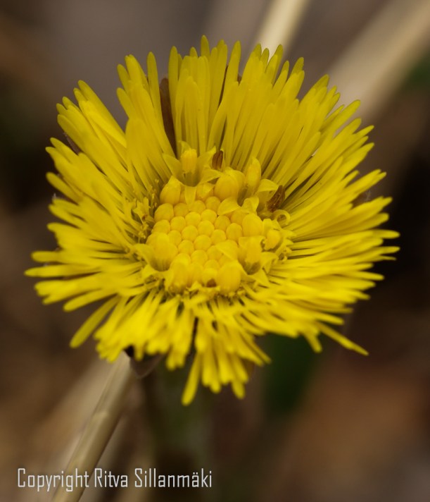 Dandelion