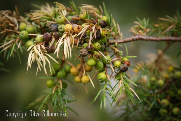 Juniper
