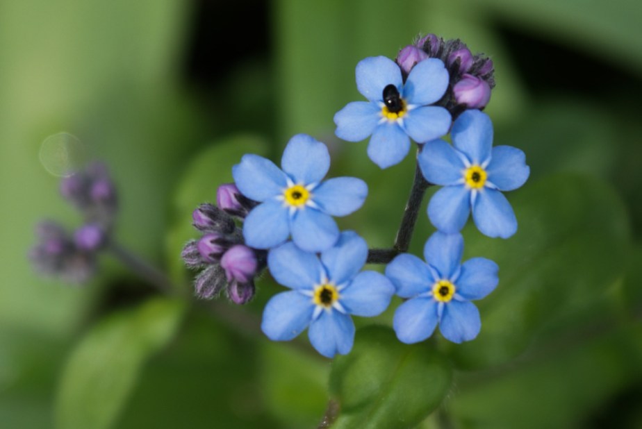 myosotis