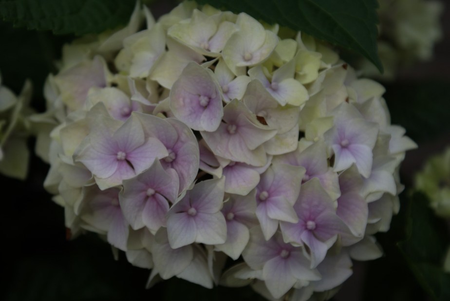 hydrangea
