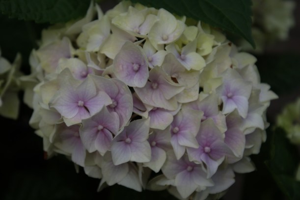 hydrangea