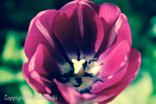 Tulip