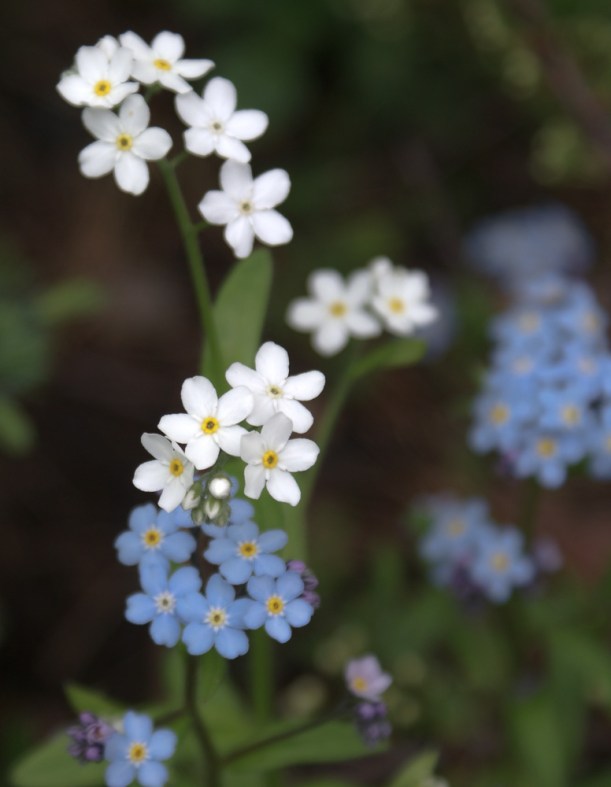 myosotis