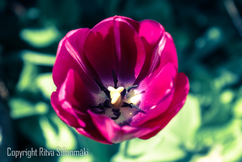 Tulip