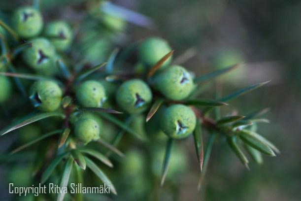 juniper berry Scent!