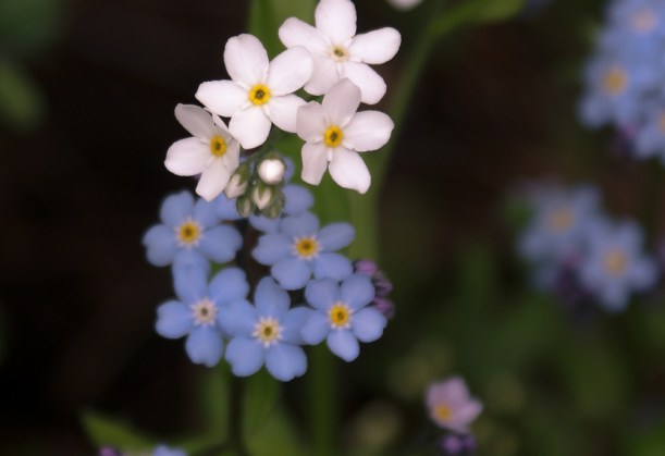 myosotis