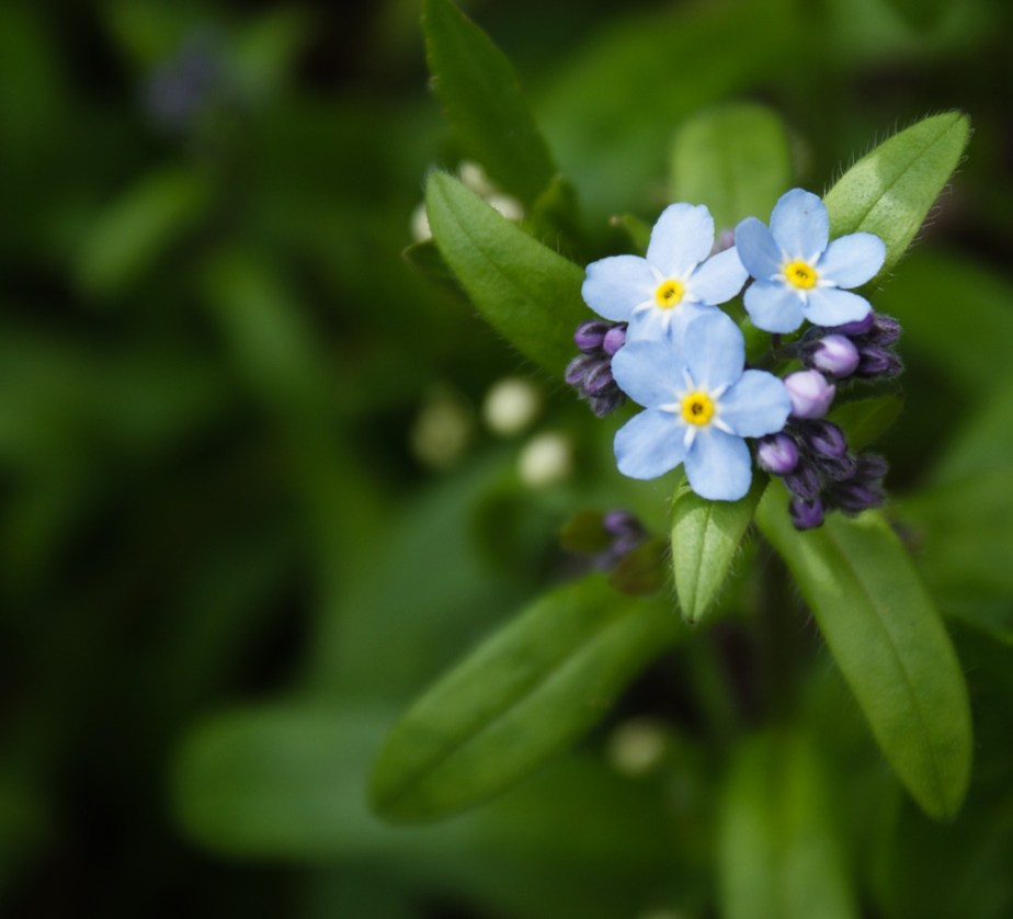 myosotis