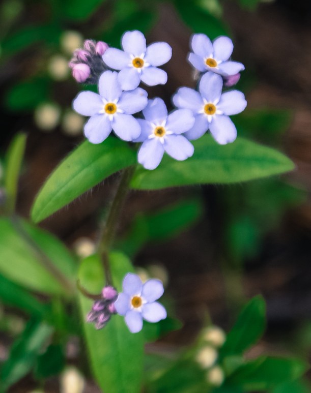 myosotis