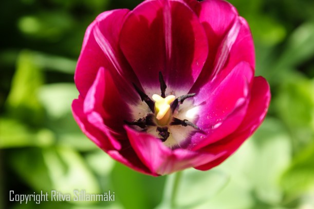 Tulip