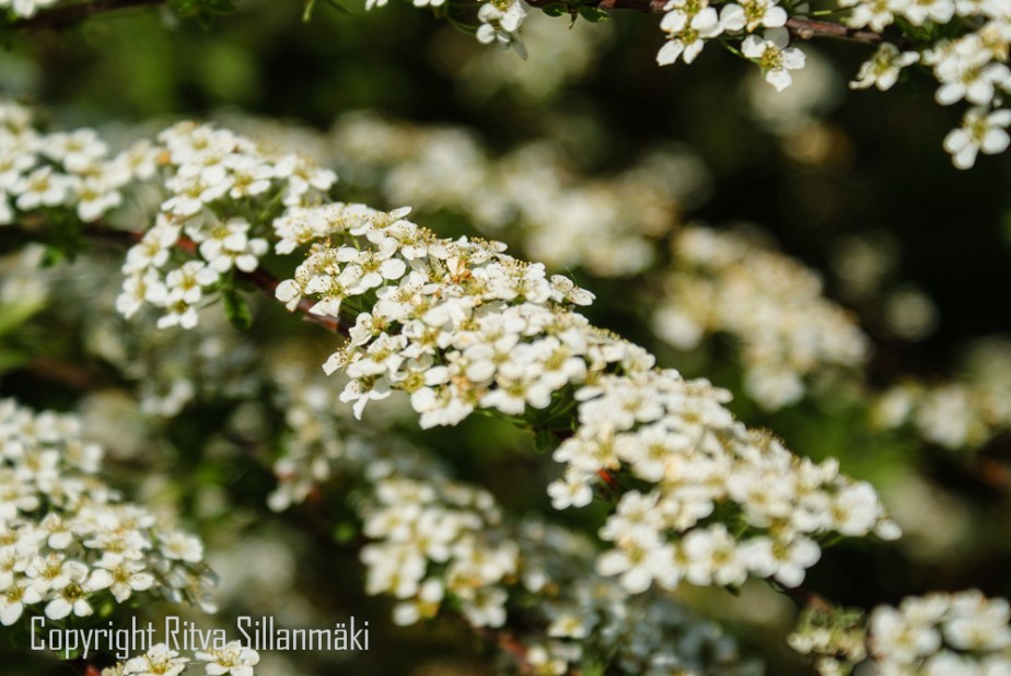 SPIRAEA 'GREFSHEIM' norjanangervo