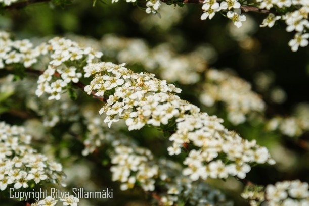 SPIRAEA 'GREFSHEIM' norjanangervo