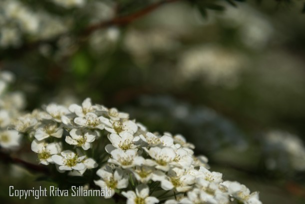 SPIRAEA 'GREFSHEIM' norjanangervo