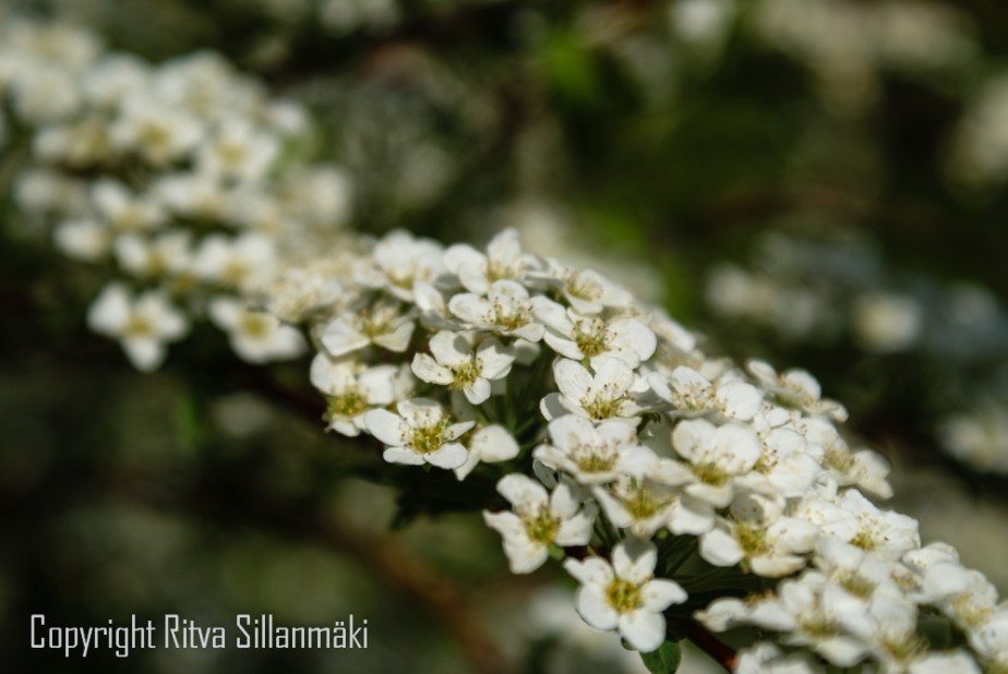 SPIRAEA 'GREFSHEIM' norjanangervo