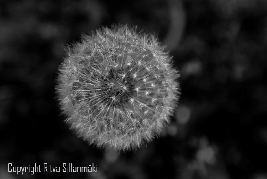 round BLACK and WHITE Friday # 4