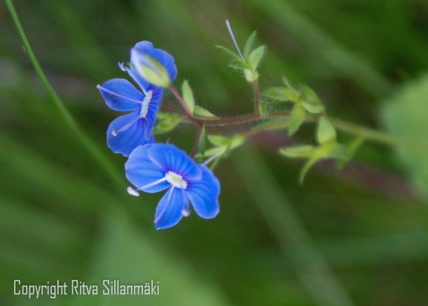 SONY DSC
